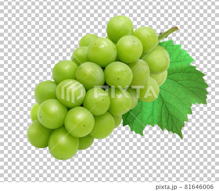 Shine Muscat Muscat Grape Illustration Real Leaf 81646006