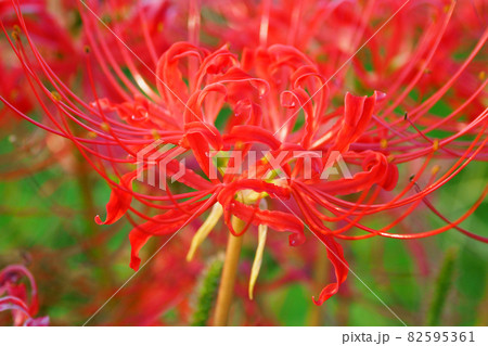 Lycoris radiata Herb 82595361