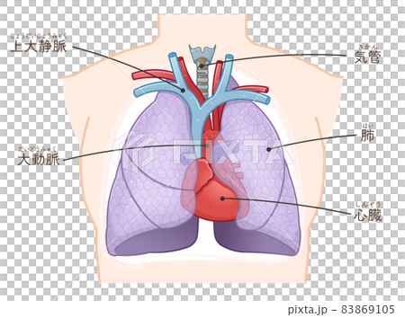 Illustration of lungs, heart, trachea 83869105