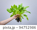 Woman holding bok choy on blur background, Vegetable concept. 94752986