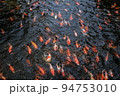 Japan koi fish or Fancy Carp swimming in a black pond fish pond. Popular pets for relaxation and feng shui meaning. Popular pets among people. Asians love to raise it for good fortune. 94753010