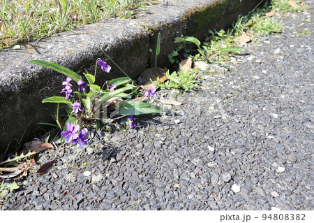 道端に咲いた可愛いスミレの花 94808382