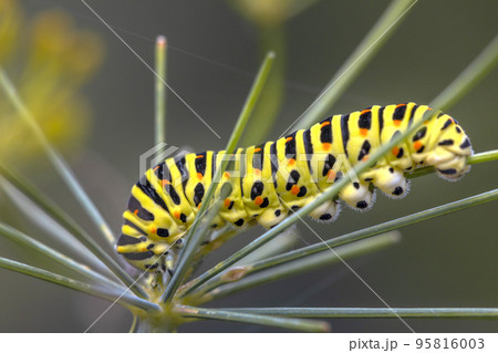 Closeup of a Monarch butterfly caterpillar feeding on leaves. 95816003