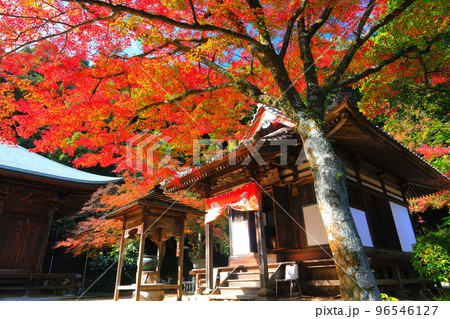 【愛媛県】晴天の西山興隆寺の紅葉 96546127