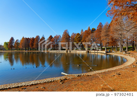 舎人公園の水辺のラクウショウの紅葉と湖面に映える景観 97302401