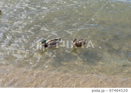 琵琶湖で越冬するマガモのペア 97464520