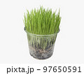 Fresh grass for domestic animals isoliated. 97650591