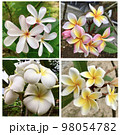 Collection of beautiful pink-yellow-white plumeria flowers. 98054782