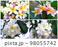 Collection of beautiful  plumeria flowers. 98055742