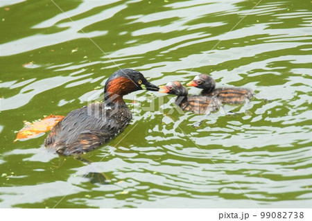 野鳥カイツブリの親子 99082738