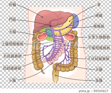 Illustration of liver, portal vein, spleen, large intestine, small intestine, duodenum, pancreas 99504827