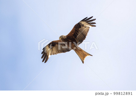 red kite flies in the blue sky looking for prey 99812891