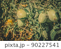 Green tomatoes on the branches of a bush in the garden. Growing a harvest of natural organic vegetables. Selective focus 90227541