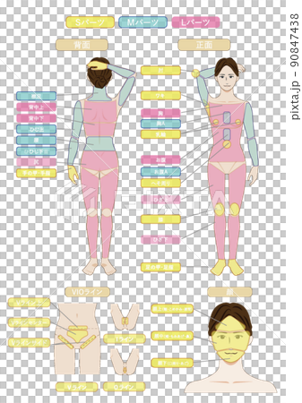 若いアジア人の脱毛エステの全身の箇所指示白バックのベクターデータのイメージイラスト図 90847438