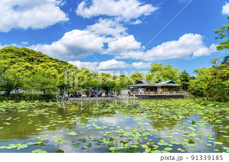 【神奈川県】青空と新緑が綺麗な鎌倉の源平池 91339185