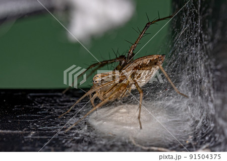 Adult Female Striped Lynx Spider 91504375