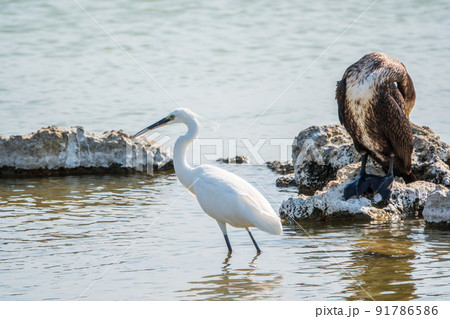 Small white heron, or Little egret, Egretta garzetta, and Great cormorant, Phalacrocorax carbo, sitting on a cliff and looking for fish in shallow water 91786586