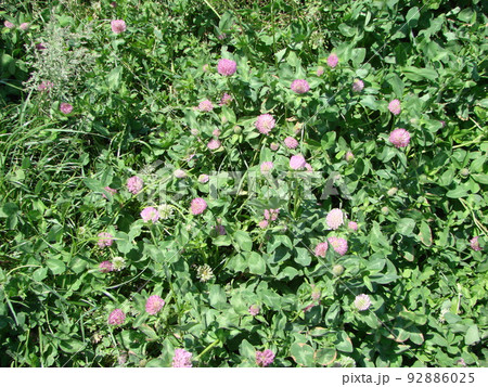 Trifolium pratense. Thickets of a blossoming clover 92886025