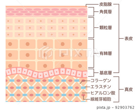 肌の構造　名称入り 92903762