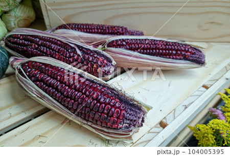 Close up Purple corn as a texture 104005395