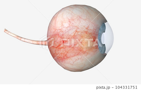 A pinguecula is a common, non-cancerous growth of the clear, thin tissue 104331751