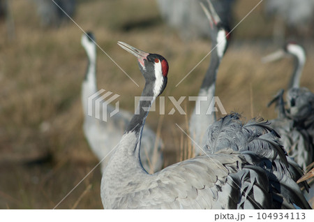 Common crane honking. 104934113