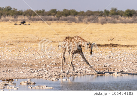 Giraffe in Etosha 105434182