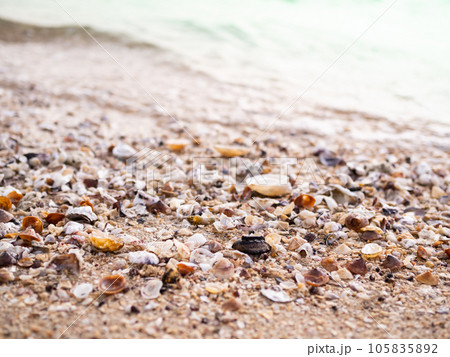 Close up Sea Shell on Sand Beach with Blue Sea 105835892