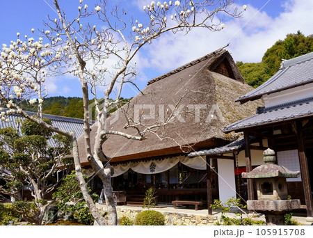 禅定寺／本堂とハクモクレンの花（京都府宇治田原町） 105915708