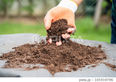 Hand holding peat moss organic matter improve soil for agriculture organic plant growing, ecology concept. 105919796