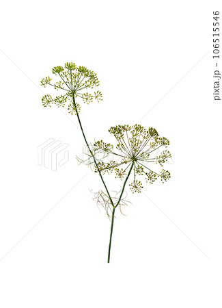 Branch of fresh green dill herb 106515546