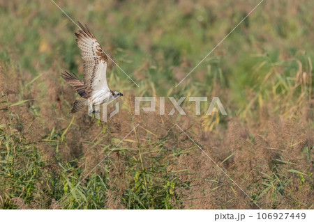 Osprey (Pandion haliaetus) catching a fish in a marsh. 106927449