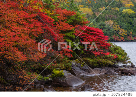 白駒池の紅葉 107824489