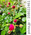 Rose bud 108022461