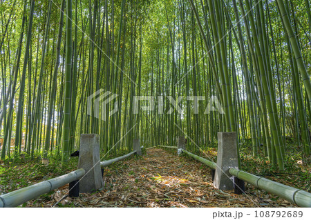 京都　鹿王院　竹林 108792689