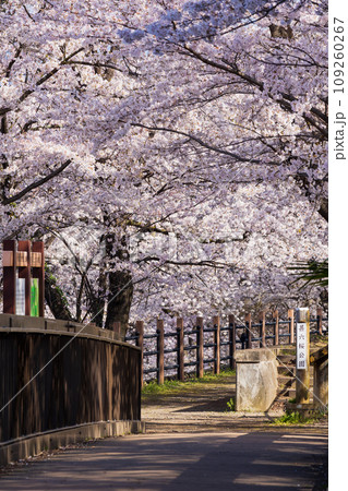 山梨県甲州市の春　勝沼ぶどう郷駅（甚六桜公園）の桜 109260267