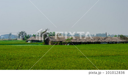 A farmer's hut at a distance on a green rice field on a foggy sky background. 101012836