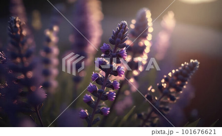 lavender field in sunset light. bloom. generative AI 101676621