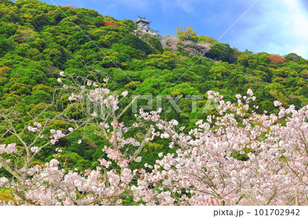 【山口県】満開の桜と岩国城 101702942