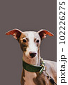 Portrait greyhound dog pet looking at camera Isolated on grey background. 102226275