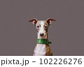 Portrait greyhound dog pet looking at camera Isolated on grey background. 102226276