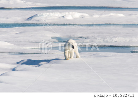 Polar bear on the pack ice 103582713