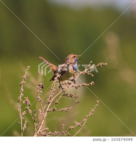 Songbird Bluethroat sings its songs in the grass 103874099