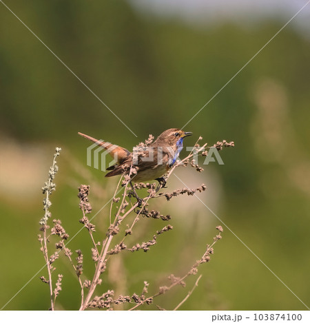 Songbird Bluethroat sings its songs in the grass 103874100