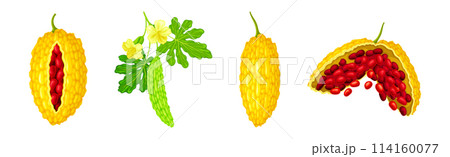 Momordica Charantia or Bitter Melon as Tropical Edible Fruit Vector Set 114160077