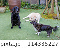 外でくつろぐ、黒ラブラドールレトリバーの犬達 114335227