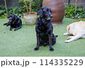 外でくつろぐ、黒ラブラドールレトリバーの犬達 114335229