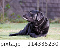 外でくつろぐ、黒ラブラドールレトリバーの犬 114335230