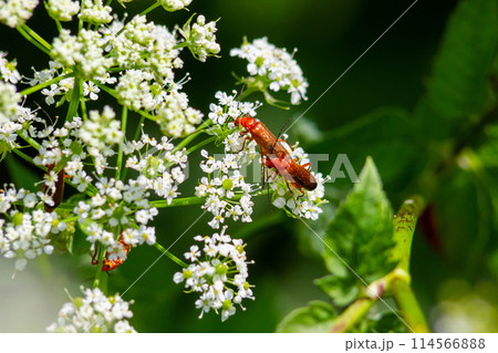 Common red soldier beetle Rhagonycha fulva 114566888