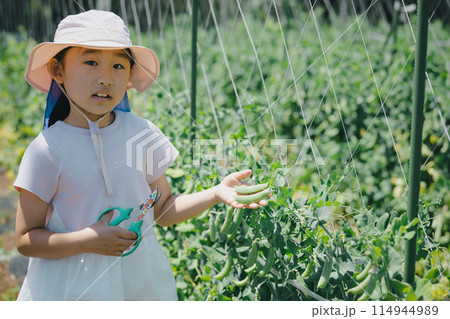 野菜の収穫を楽しむ子供 114944989